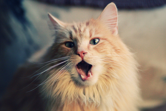 双城记，利拉德之夜与浙江风暴—当个人英雄主义遭遇团队洪流