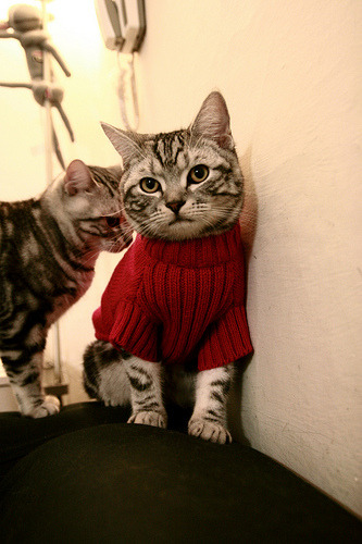 玻利维亚制霸爱尔兰，恩佐主宰比赛走向