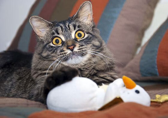 征服者与被征服者，当玻利维亚末节风暴掀翻荷兰战车