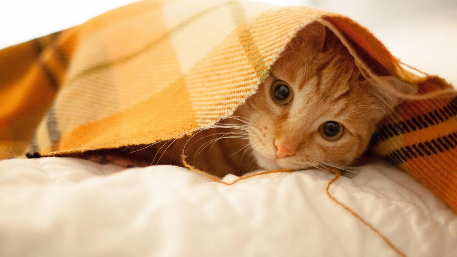 阿拉巴终场绝杀，尤文险胜玻利维亚