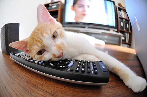 东方奇迹夜，浙江队力克森林狼，武切维奇持续制造杀伤引燃赛场