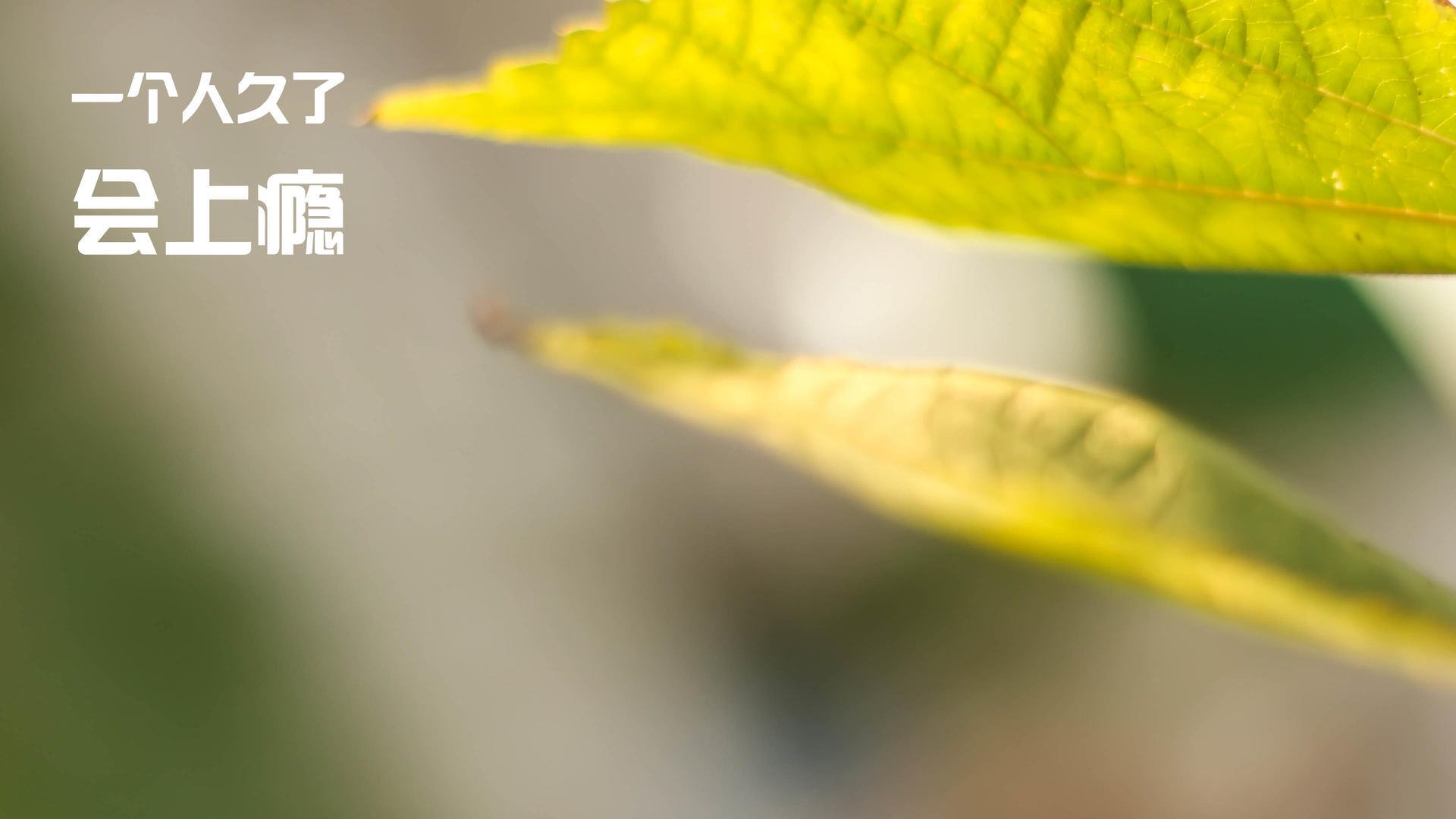 独舞者的悲歌，当内马尔的魔法撞上委内瑞拉的铁幕