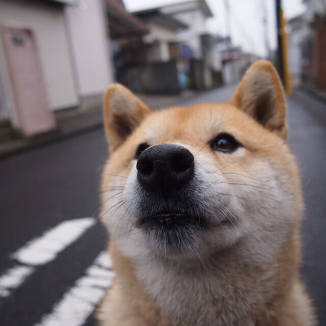 开云平台-波斯铁骑的逆袭，布鲁诺爆发，伊朗一波带走欧洲红魔