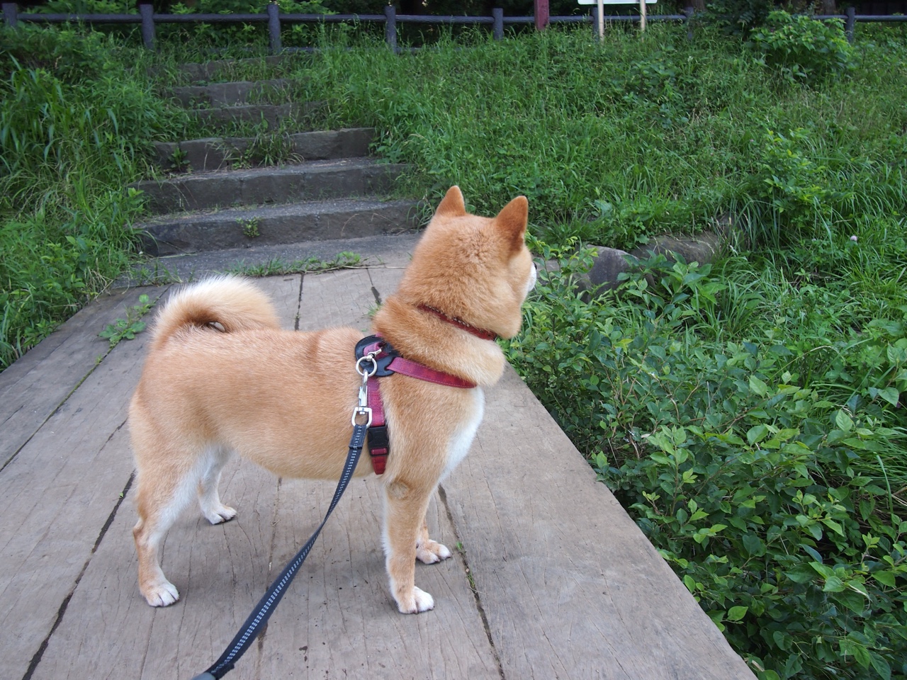 篮球魔术师降临绿茵场，美加墨世界杯之夜，拉梅洛全程高能输出