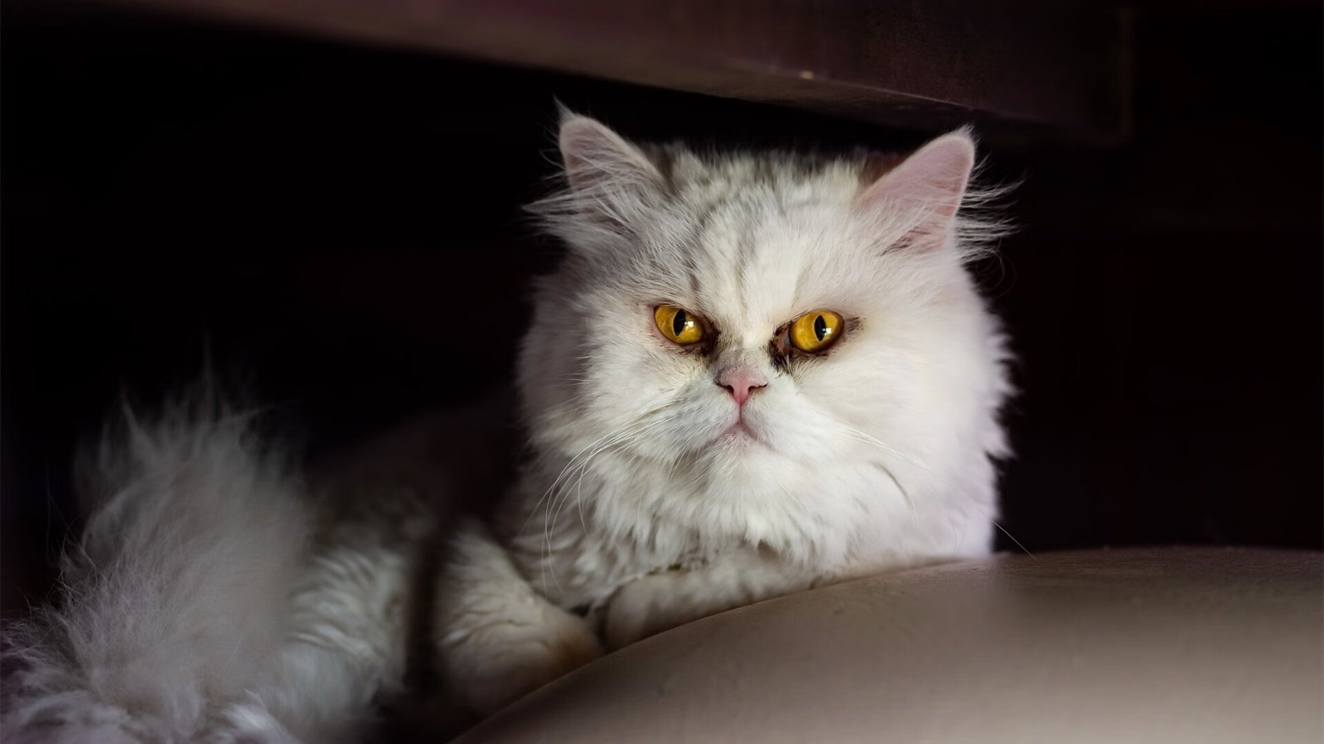 德罗赞狂飙30+率队逆袭,活塞第三节一波流击溃广东队