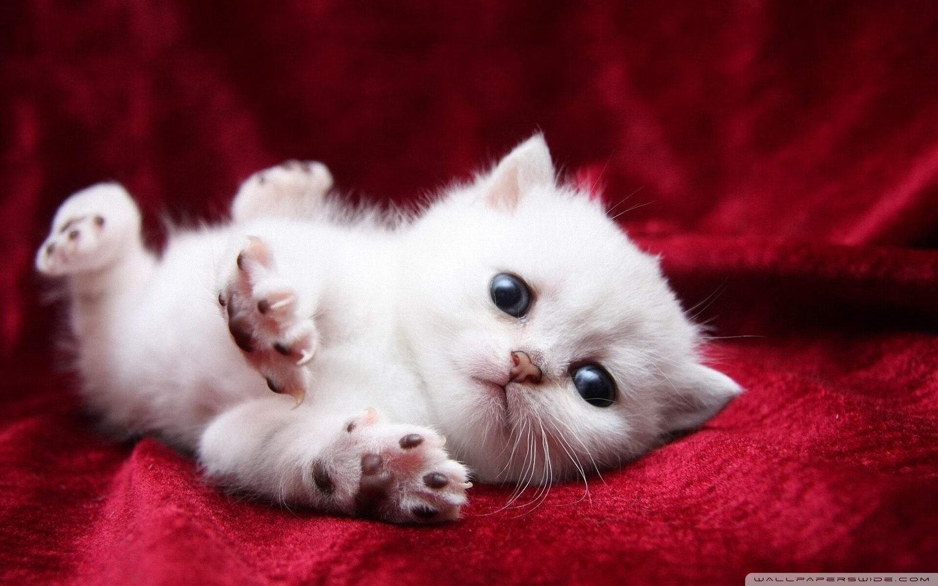 武切维奇爆发助广东队火力全开，强势压制快船