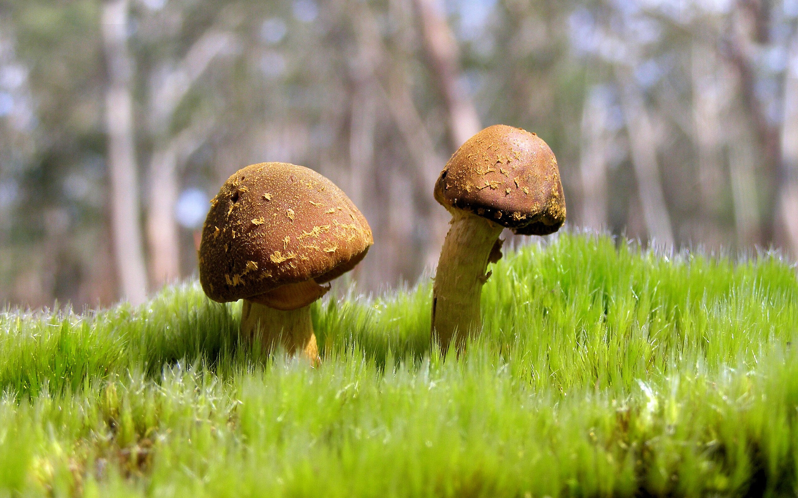 开云体育APP下载-贝林厄姆爆发难掩失利阴霾,爱尔兰强行终结切尔西欧冠征程