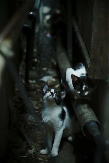 抢七之夜，英雄诞生，东契奇关键时刻挺身而出