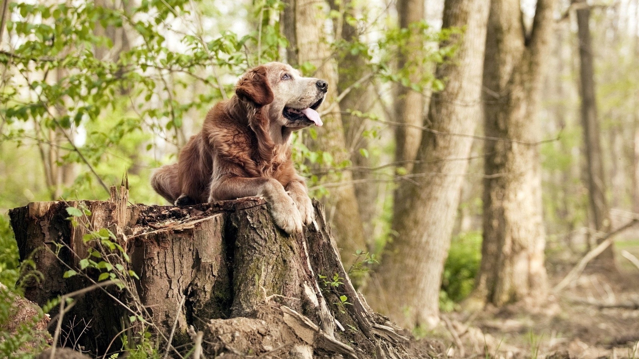 跨越大陆的足球对话，当三笘薰的东方魔法照亮瑞典与墨西哥的战术夜空