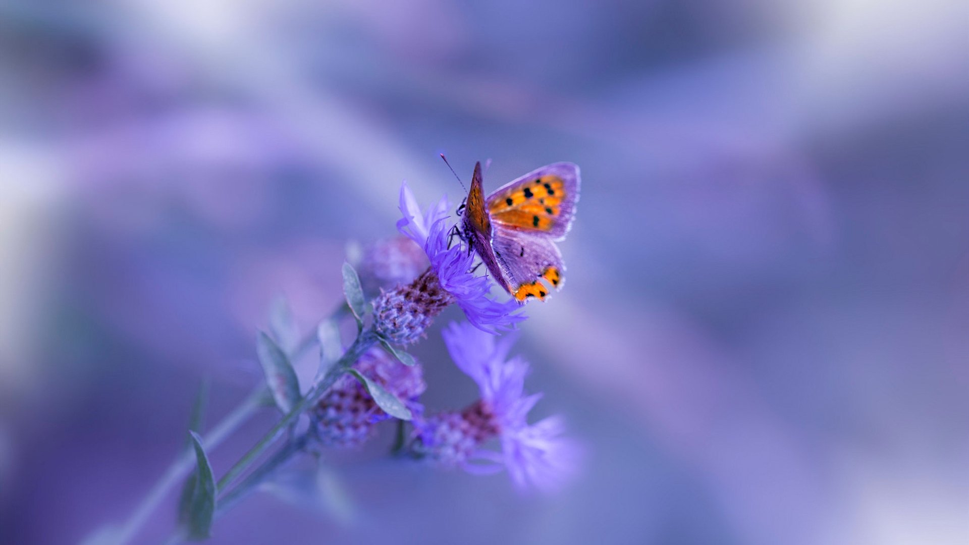 铁血活塞强压撕裂之城，西亚卡姆空砍高光难救主