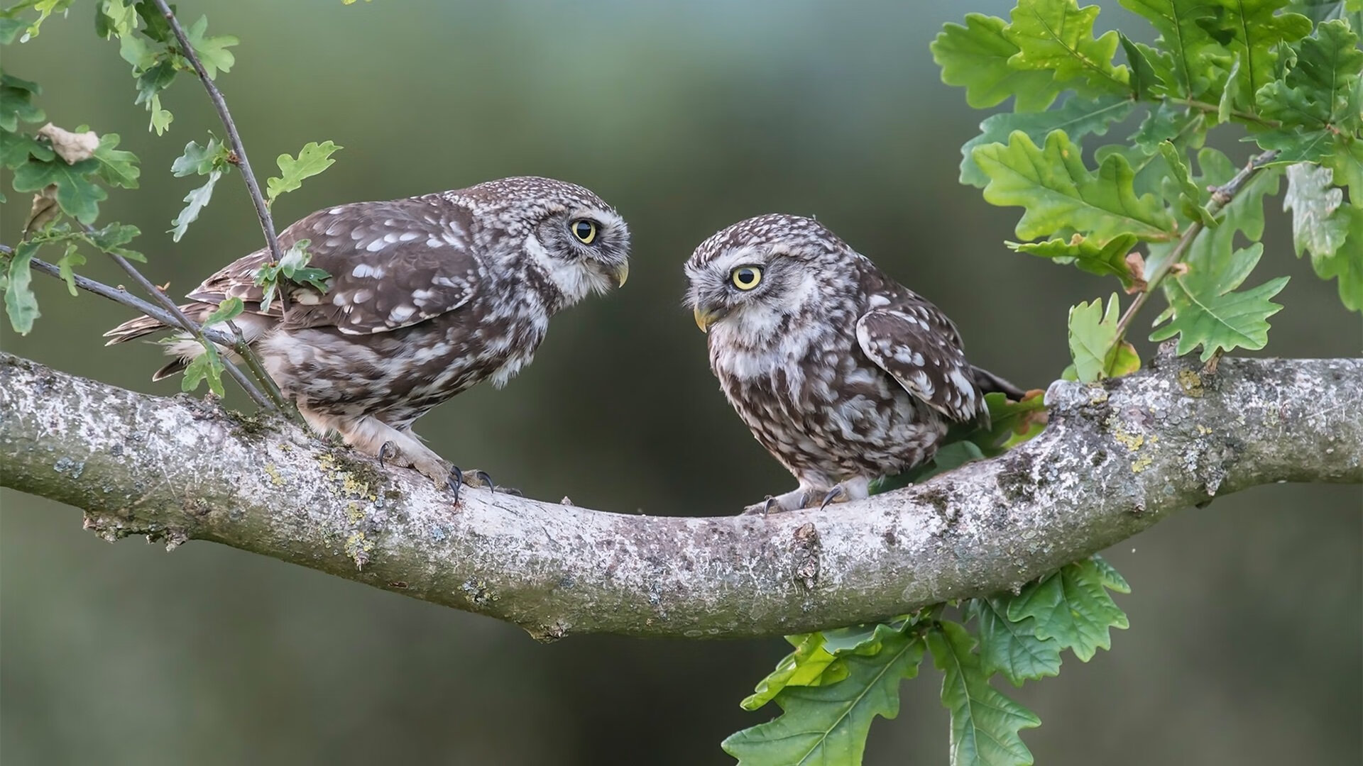 开云下载-篮网激战爵士,哈利伯顿赛后评分拉满,全能表现引爆联盟热议