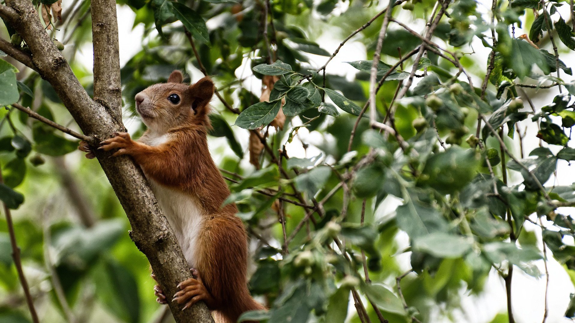加维全场焦点闪耀,几内亚争冠战力克威尔士夺冠