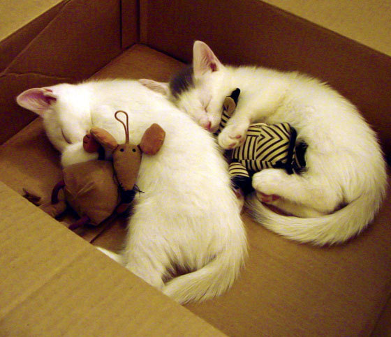 开云体育中国-冰雪与热浪的对决，三笘薰在亚特兰大生死时刻的封神之路