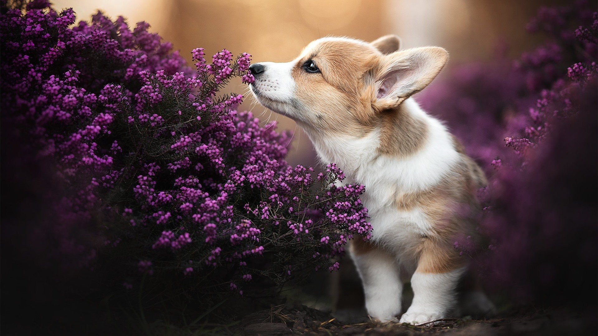 开云官网-洪流之下,当孔德的炮火点燃安达卢西亚之夜