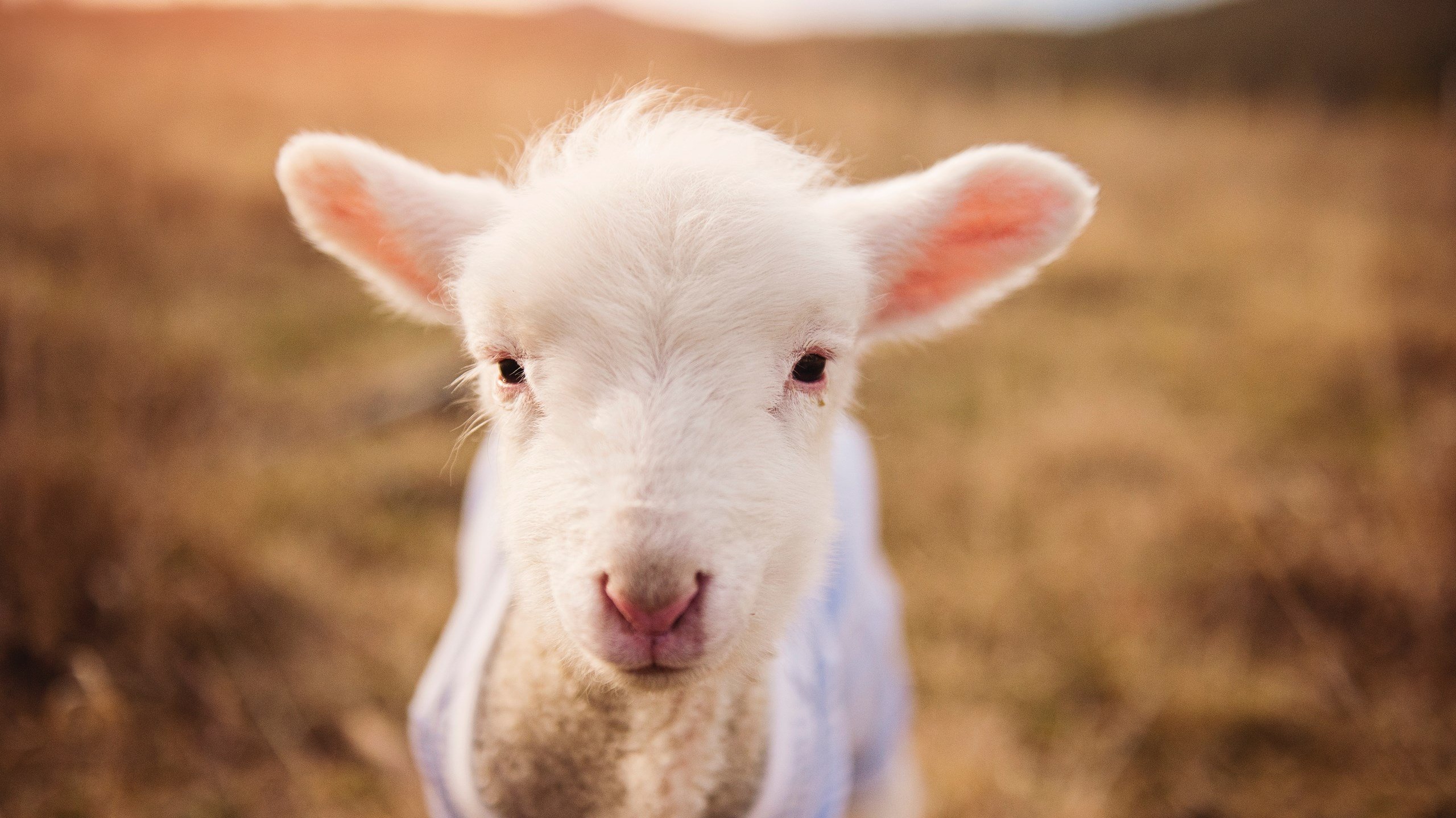 年度焦点之战，魔术末节逆袭，带走篮网胜利