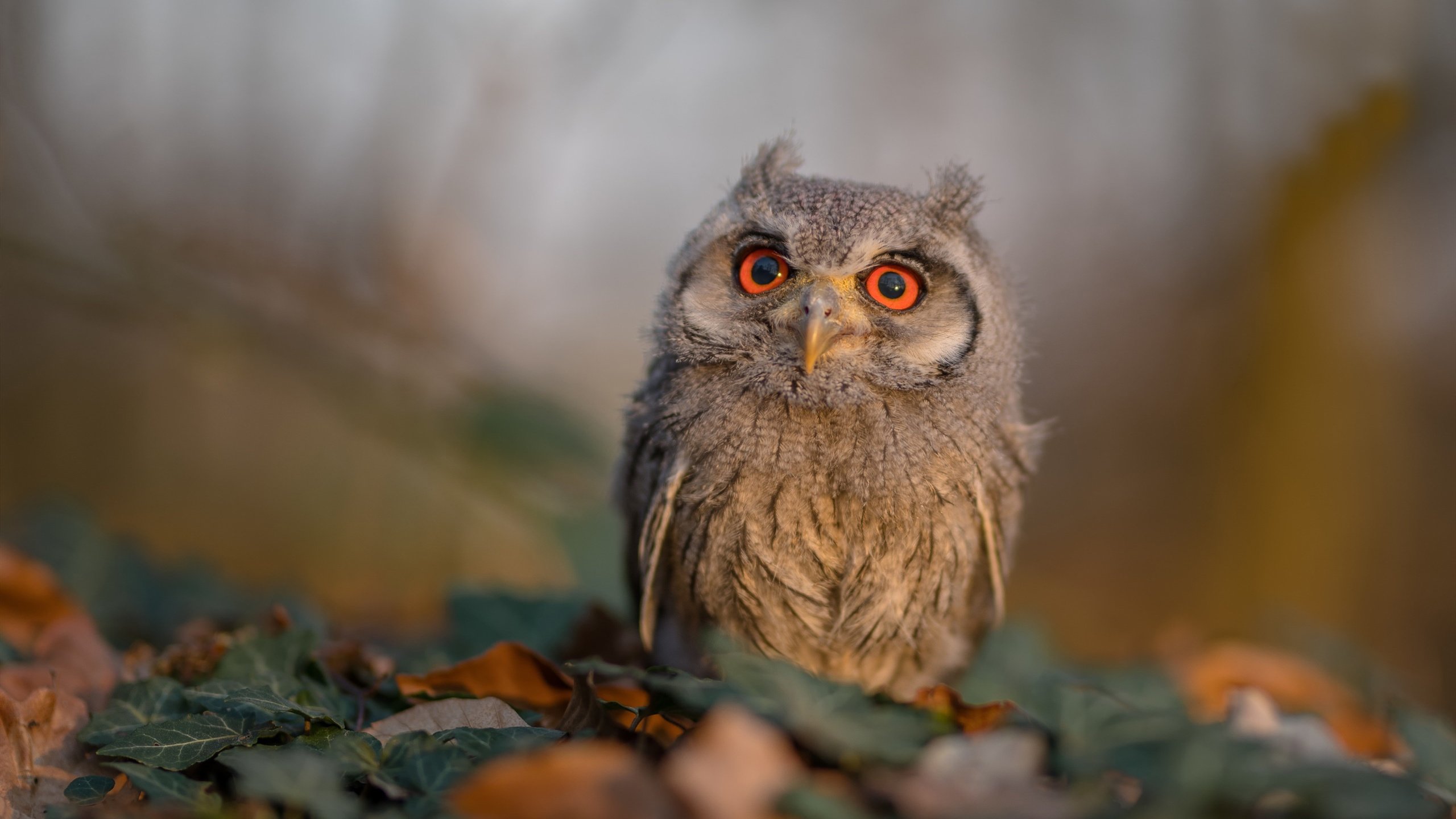 开云体育在线-当红黑军团跨越大洋，从西甲德比烽火到米兰击溃玻利维亚的战术启示